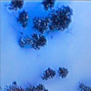 Meet your Posher, Joan